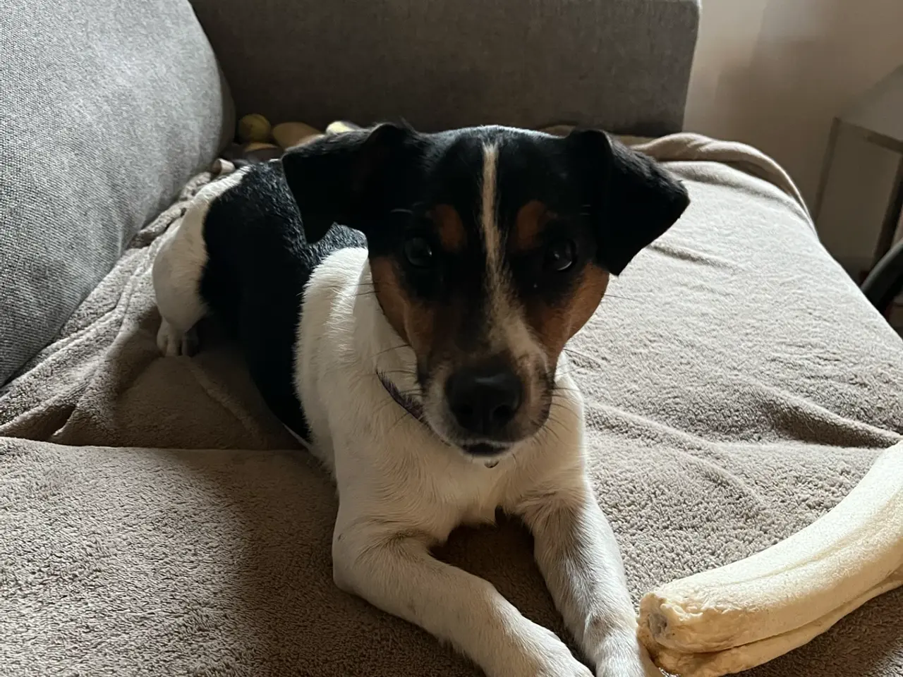 Billede 1 - Jack russel tæve