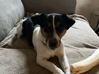 Jack russel tæve 