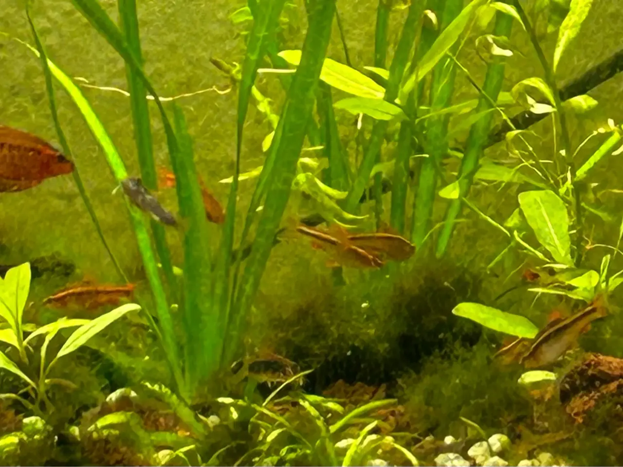 Billede 7 - 🍒🐟 Smukke Kirsebær Barber 🚨 Rolige akvariefisk