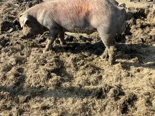 GRISE - 2 SØER OG 1 ORNE  GÅR PÅ FRILAND