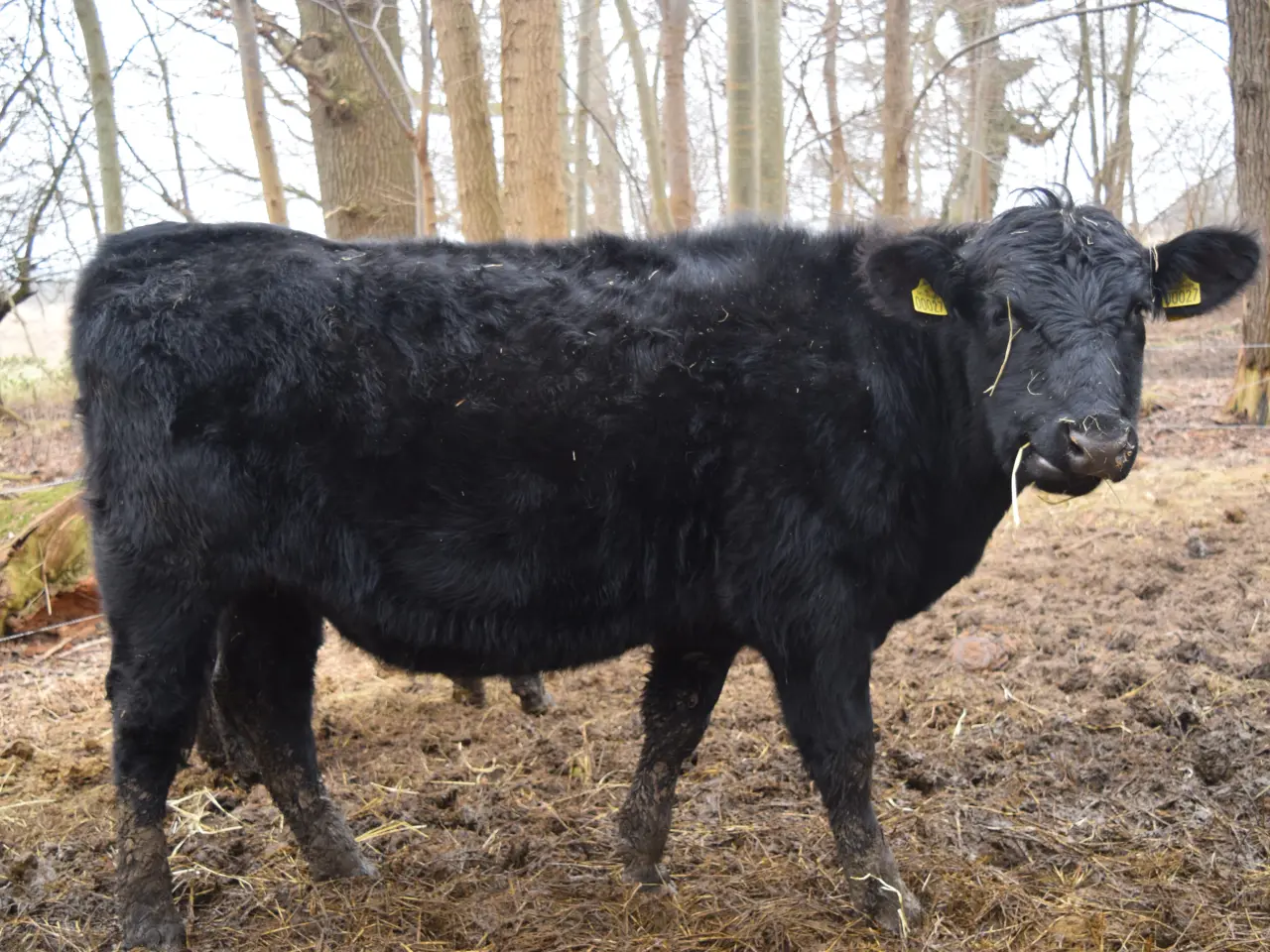 Billede 5 - Rolige og tamme Angus-kvier med stambog