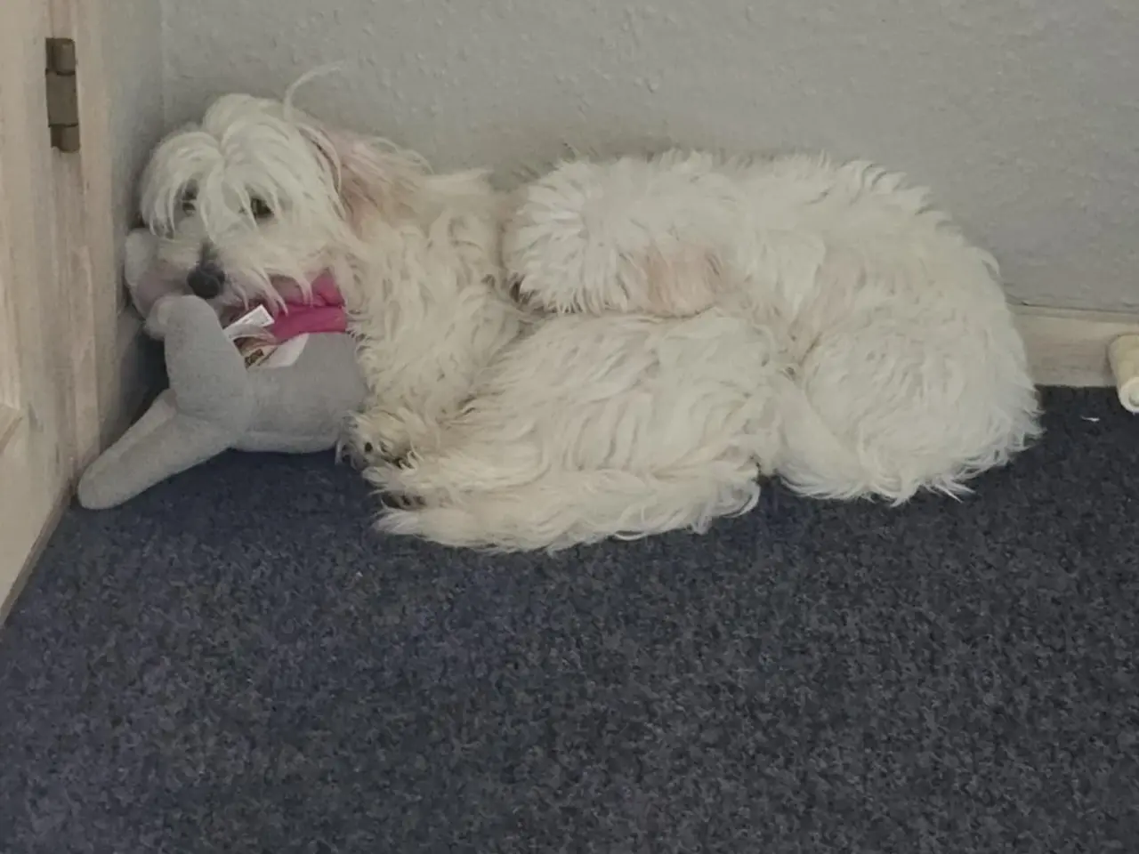Billede 5 - Bichon-hvalpe søger nye hjem .
