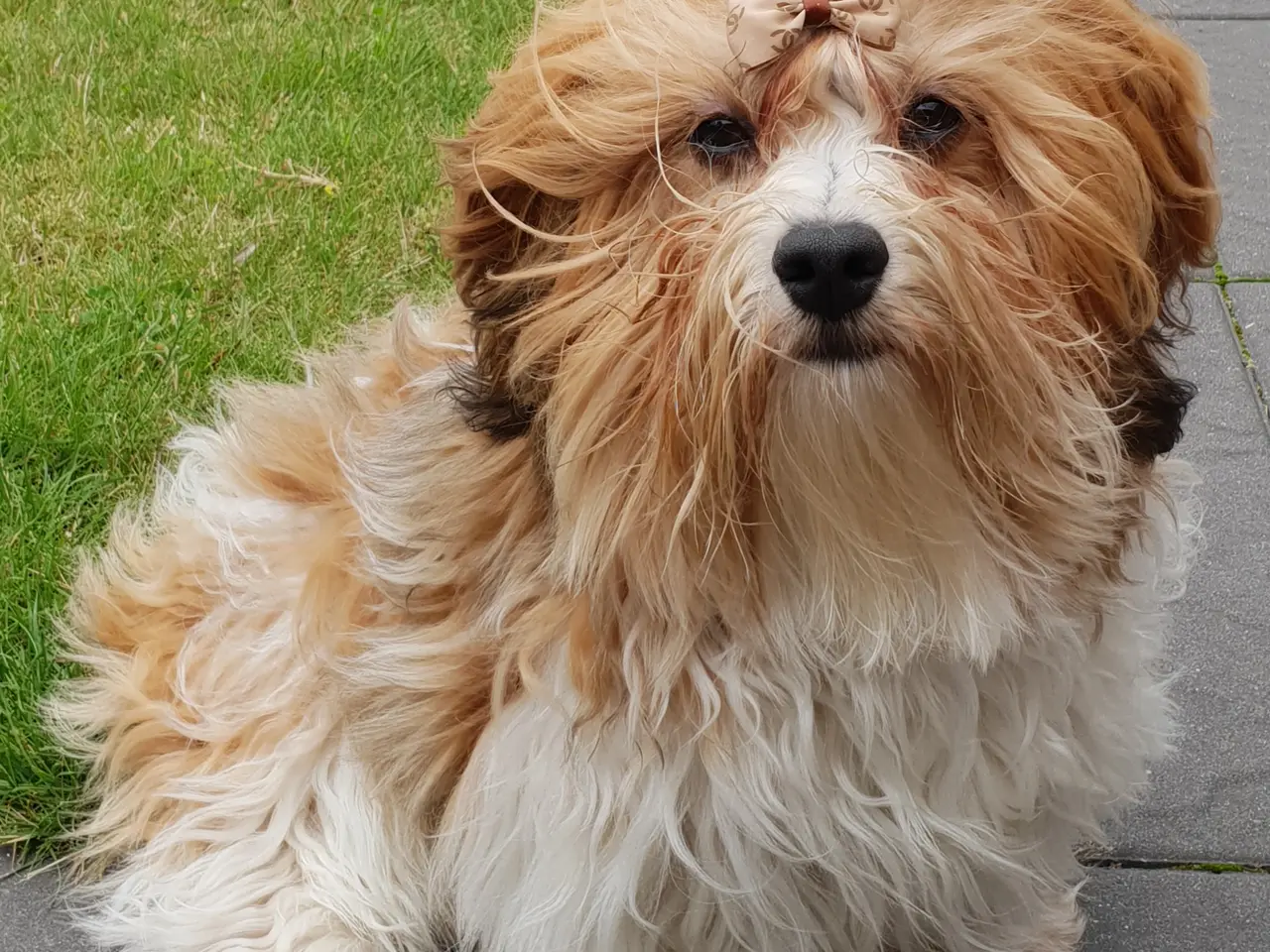 Billede 7 - Bichon Havanais hanhund med DKK-stamtavle