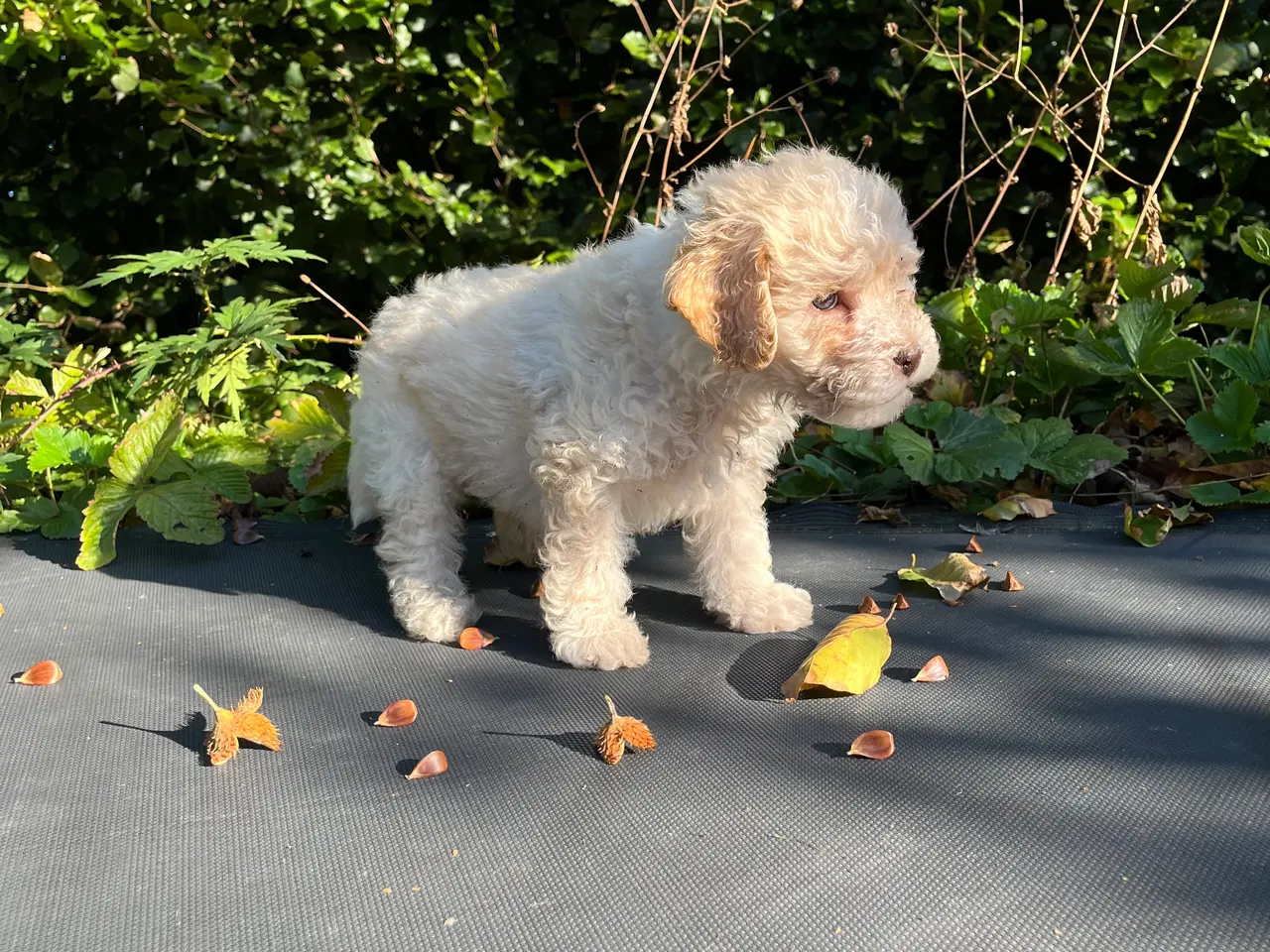 Billede 5 - Labradoodle hvalp 