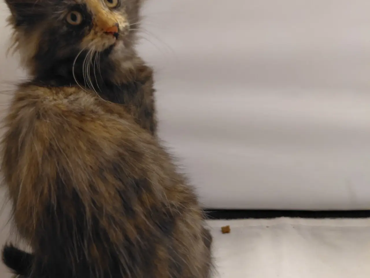 Billede 5 - Maine Coon mor Norsk Skovkat far