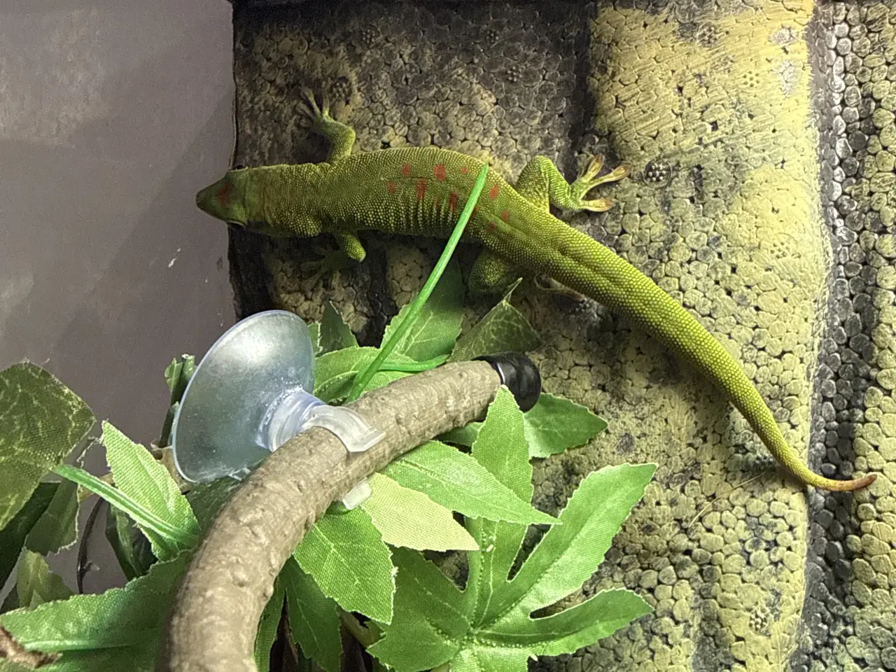 Billede 6 - daggekko