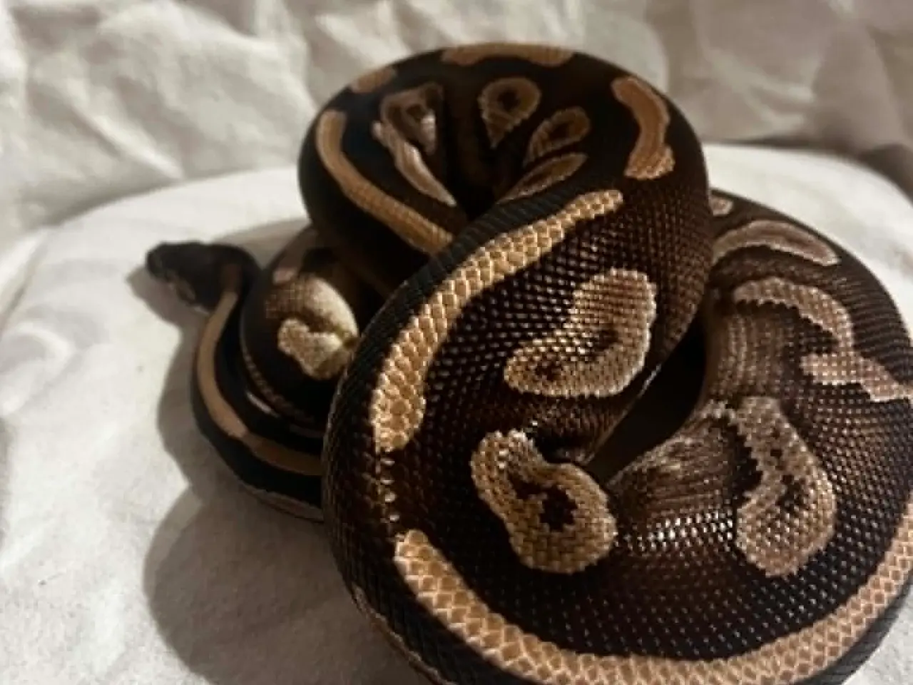 Billede 1 - Kongepython 0,1 Mojave