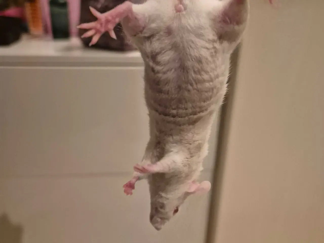 Billede 3 - Mus til salg - 20kr 🐭