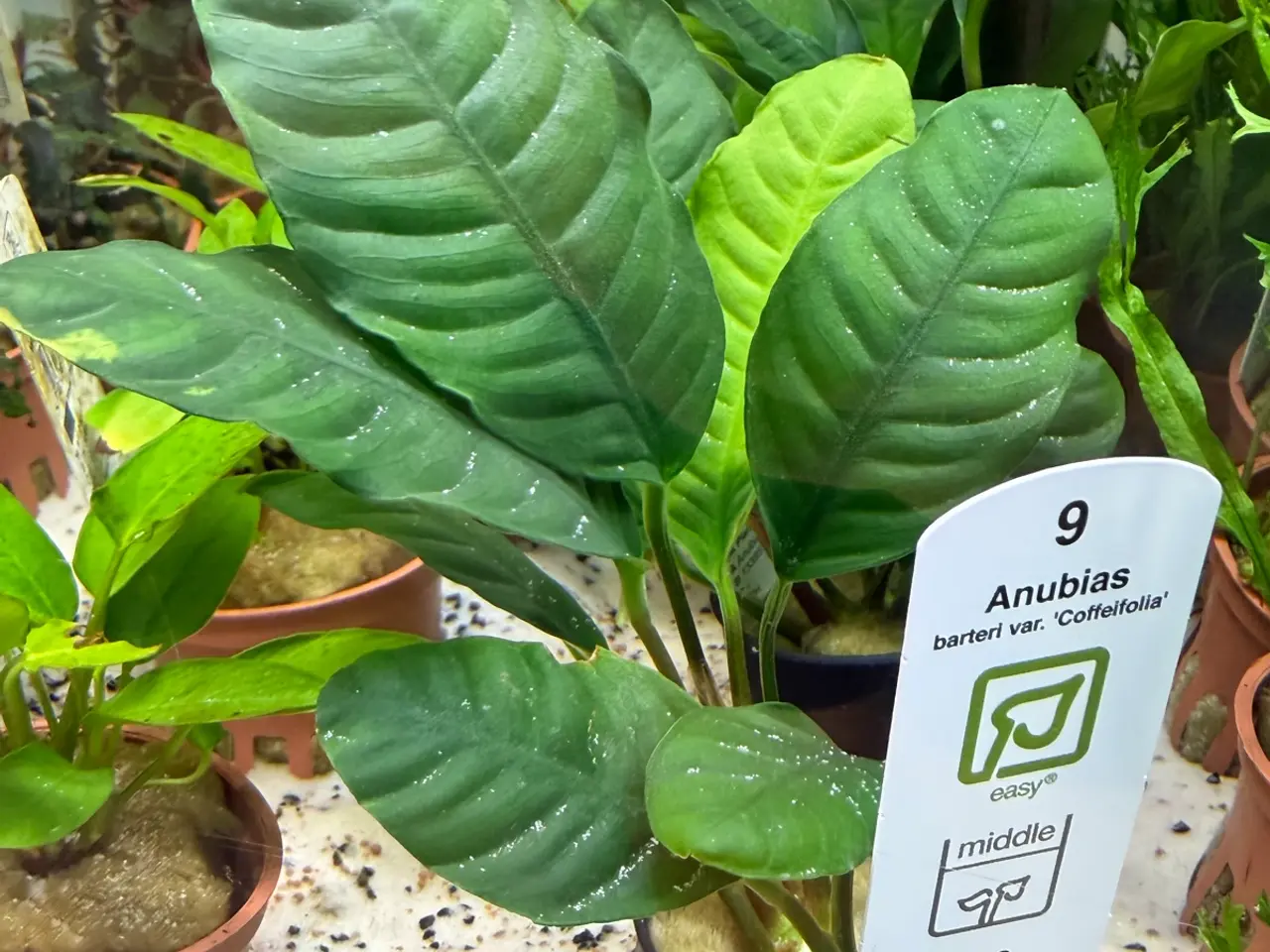 Billede 1 - Mange flere akvarie planter