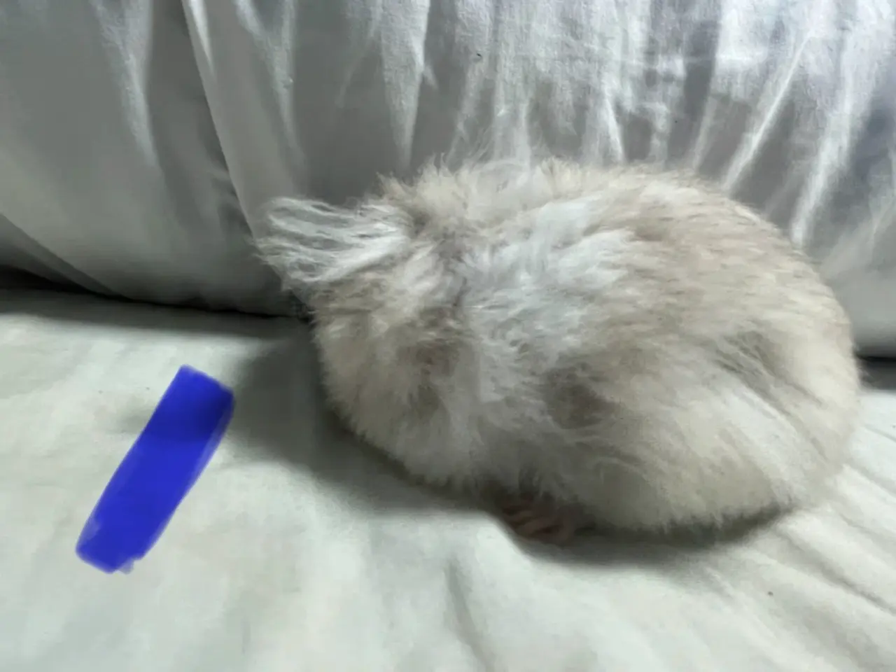 Billede 2 - Guldhamster unger