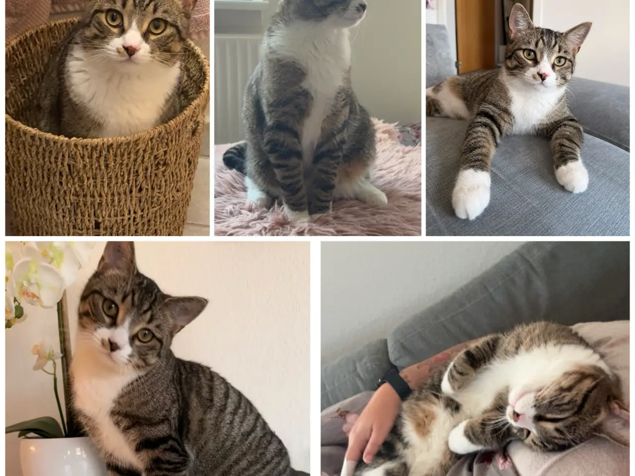 Billede 1 - Super sød han kat