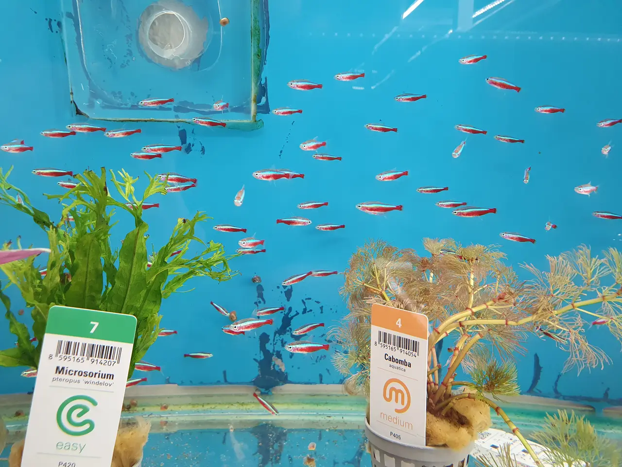 Billede 3 - 🔴🐟 RØDE NEON TIL SALG 🐟🔴