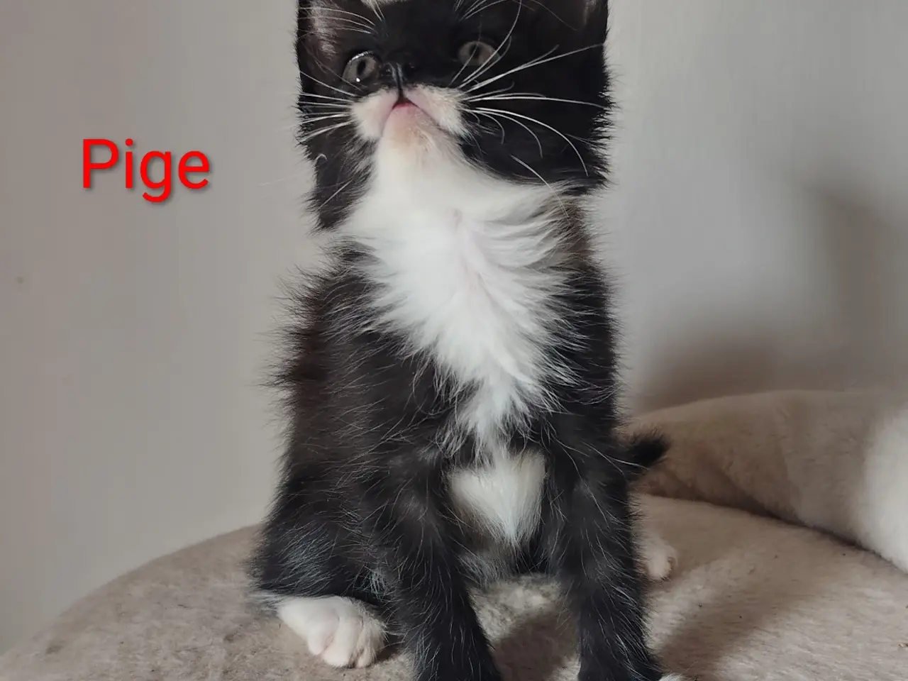 Billede 1 - 🌸 Maine Coon Blandings Hun killing 🌸