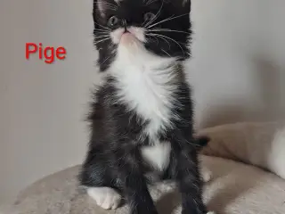 🌸 Maine Coon Blandings Hun killing 🌸