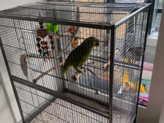 Blåpandet Amazone papegøje