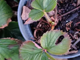 Tenira jordbær planter