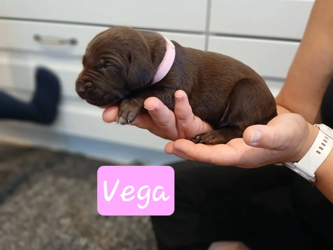 Billede 3 - Korthåret hønsehund hvalpe