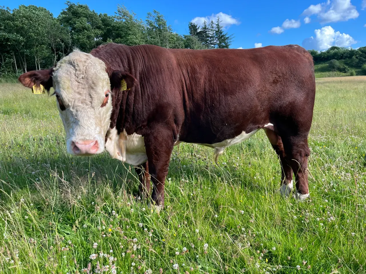 Billede 1 - Hereford avlstyr på 20 mdr
