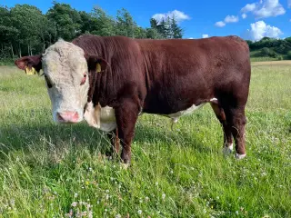 Hereford avlstyr på 20 mdr