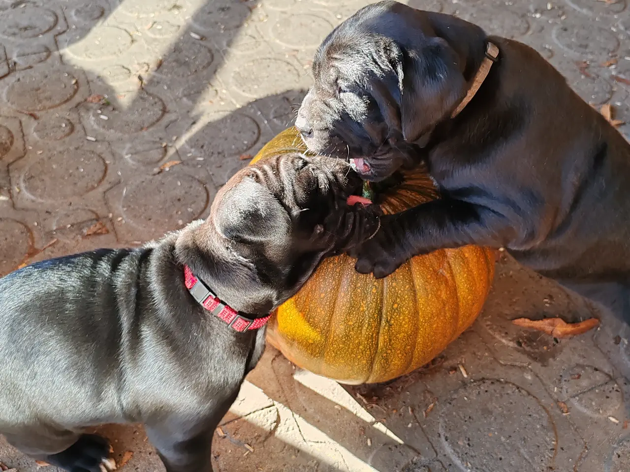 Billede 7 - Cane Corso