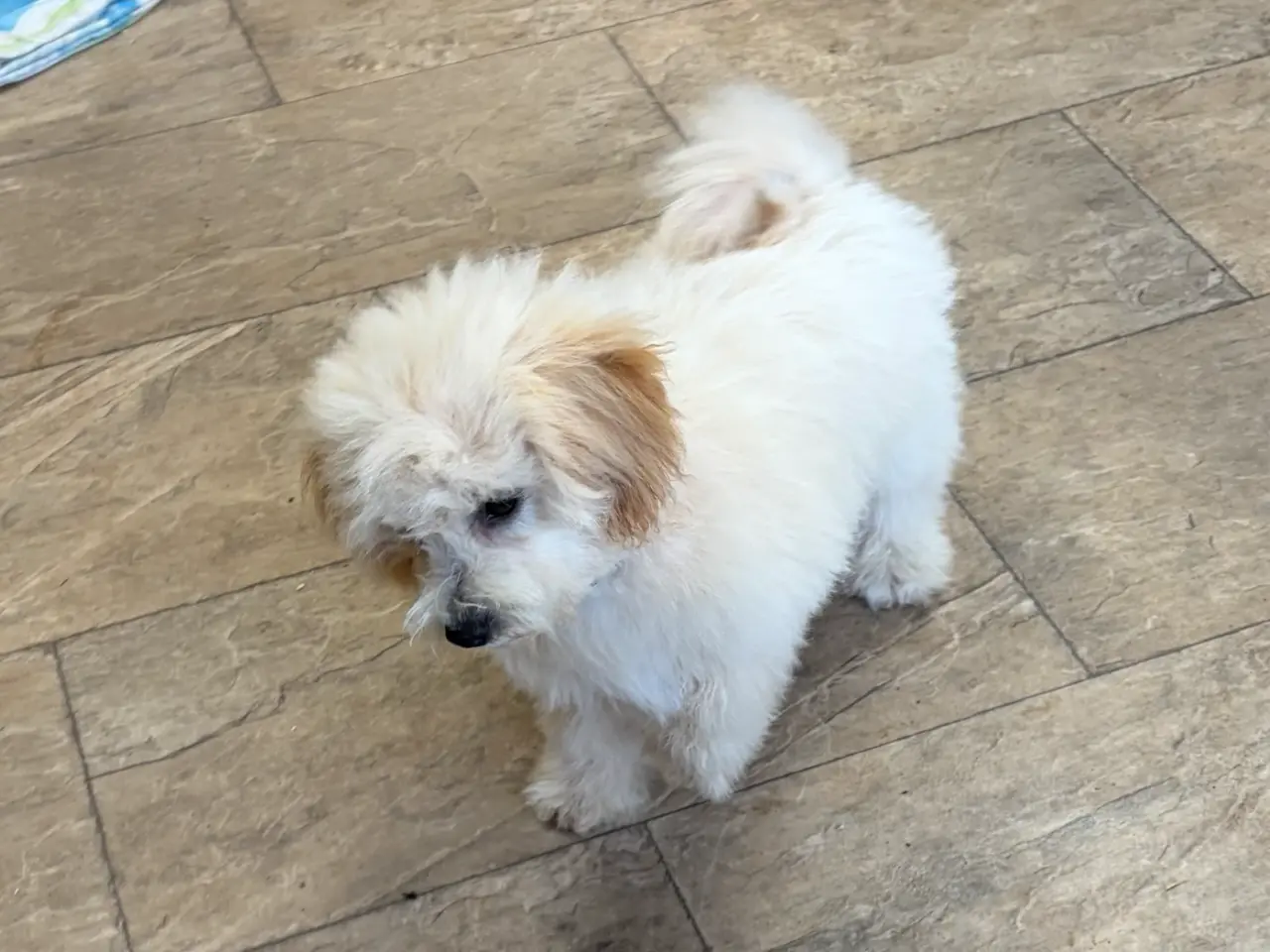 Billede 8 -  Maltipoo pige søde selma
