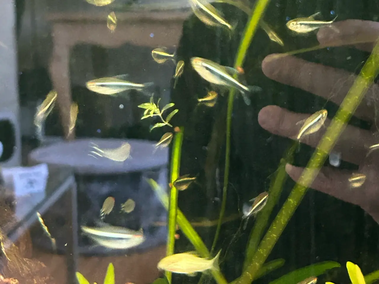 Billede 8 -    🐟🖤  Sorte neonfisk – flotte stimefisk
