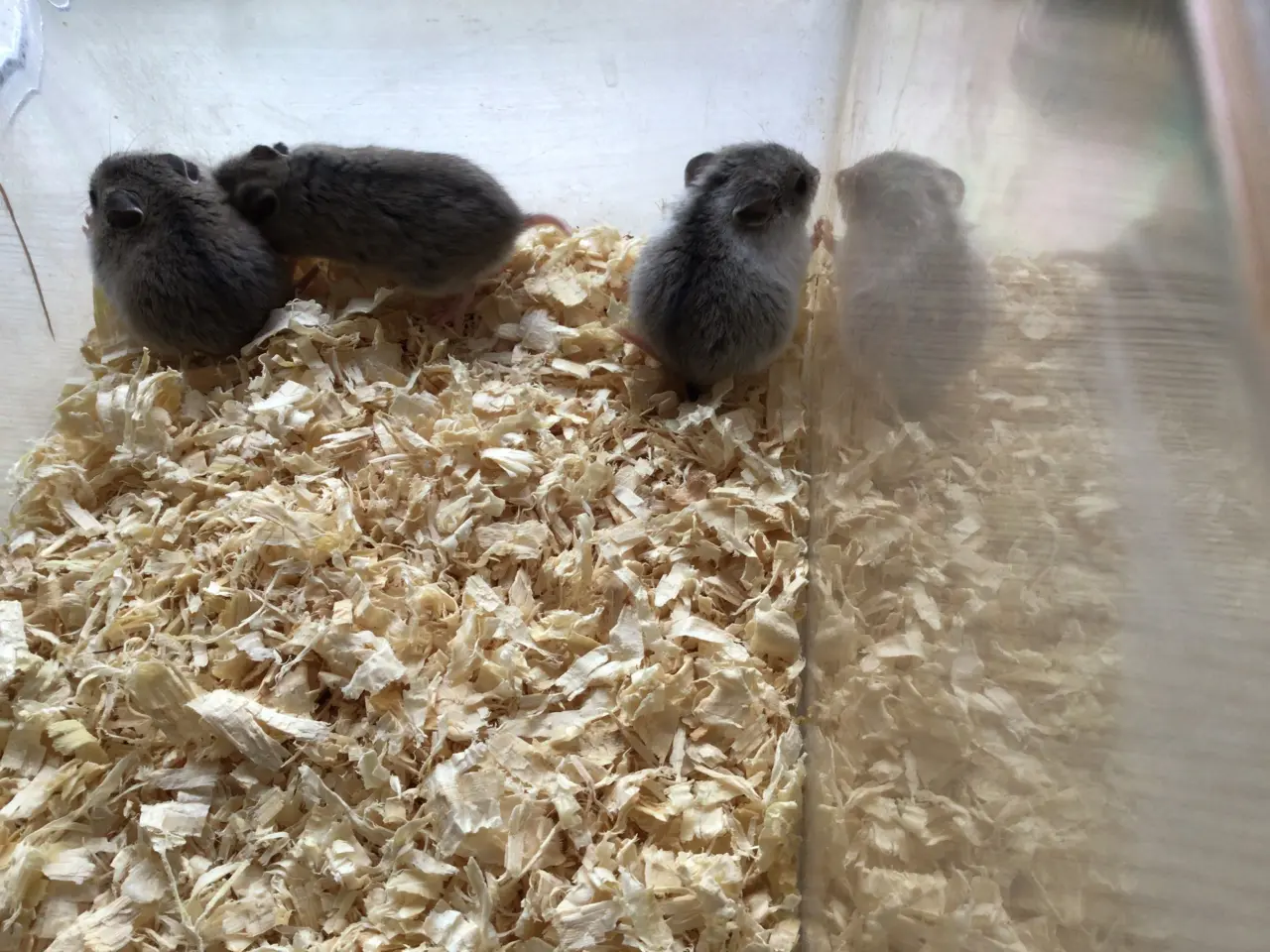 Billede 2 - Kinesiske hamster
