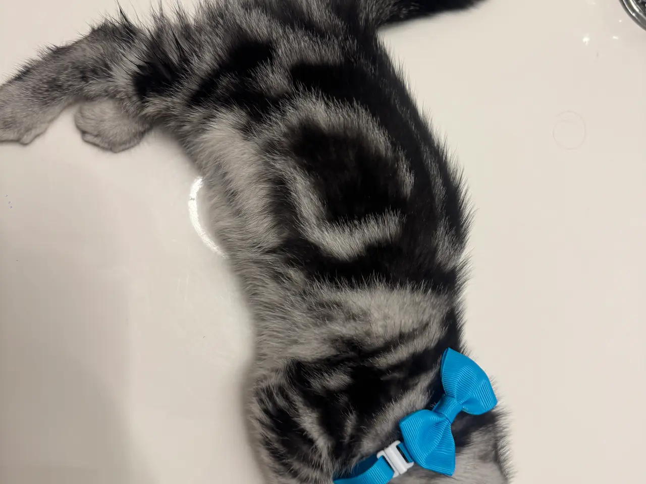 Billede 7 - Unikkes British Shorthair - KUN EN TILBAGE