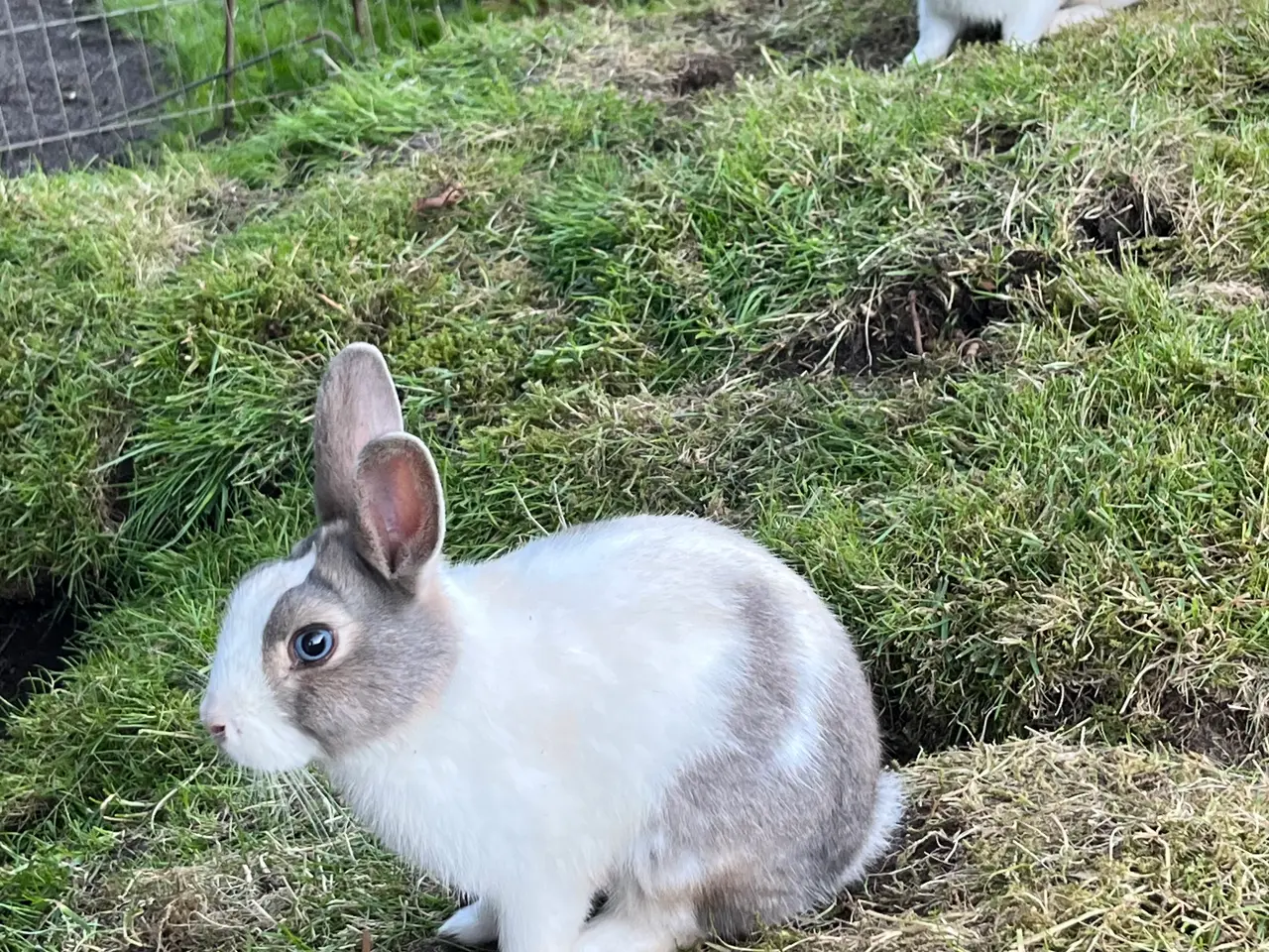 Billede 3 - Hermelin kanin🐰