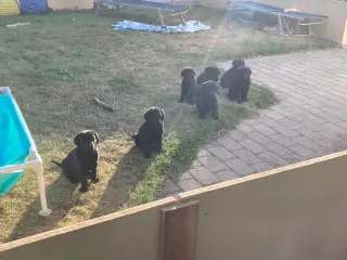Super søde labradorhvalpe.