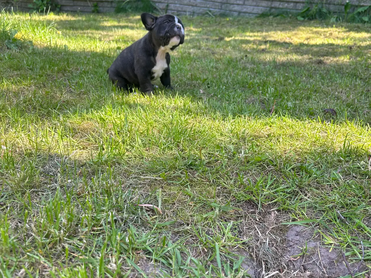 Billede 4 - Fransk bulldog blanding