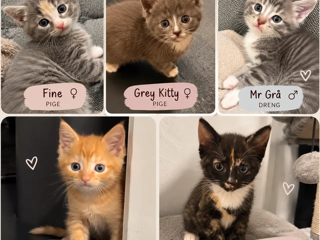 Billede 1 - 5 søde killinger søger nye hjem – klar 24/9 🐾