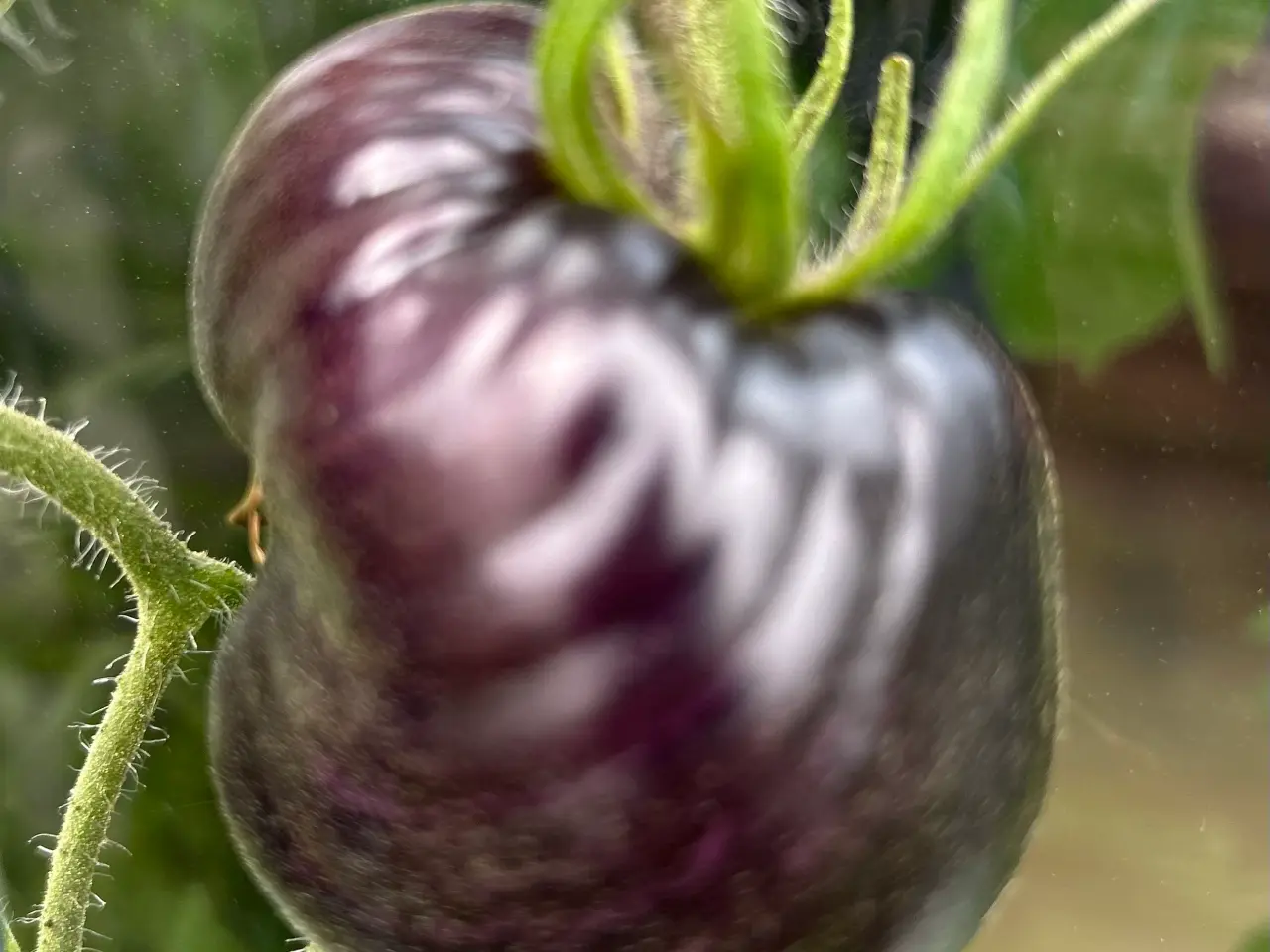 Billede 6 - Sunde frø af STORE tomater 🍅