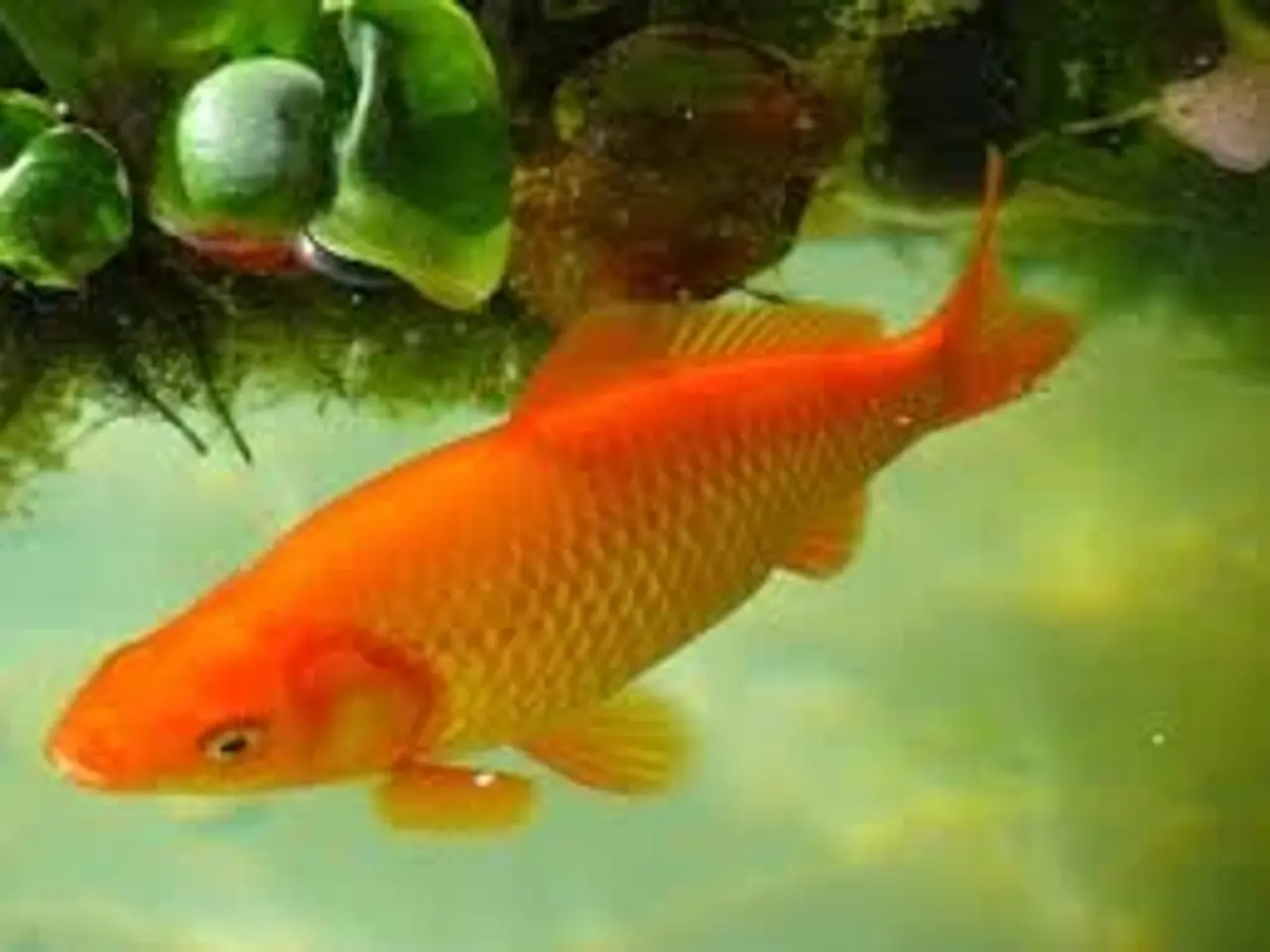 Billede 1 - GULDFISK ((STORE)) ((12-15 CM)) FÅ MÆNGDE RABAT