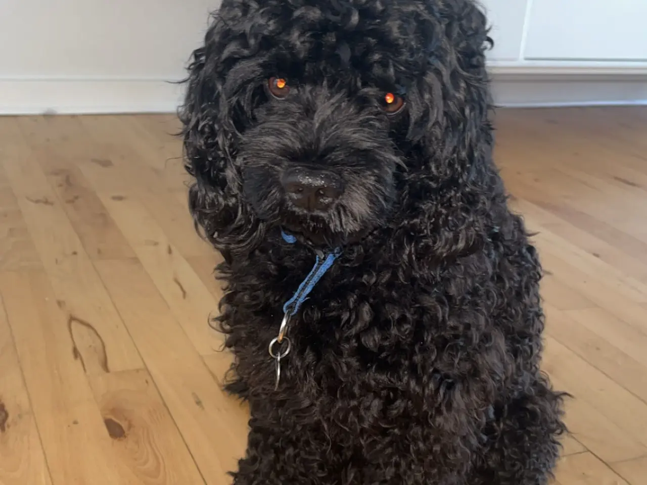 Billede 2 - Hanhund tilbydes til parring