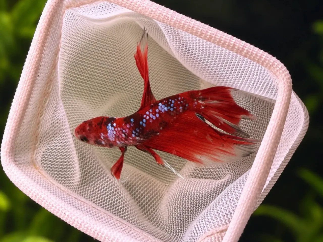 Billede 4 - 😍Mange forskellige flotte kampfisk😍