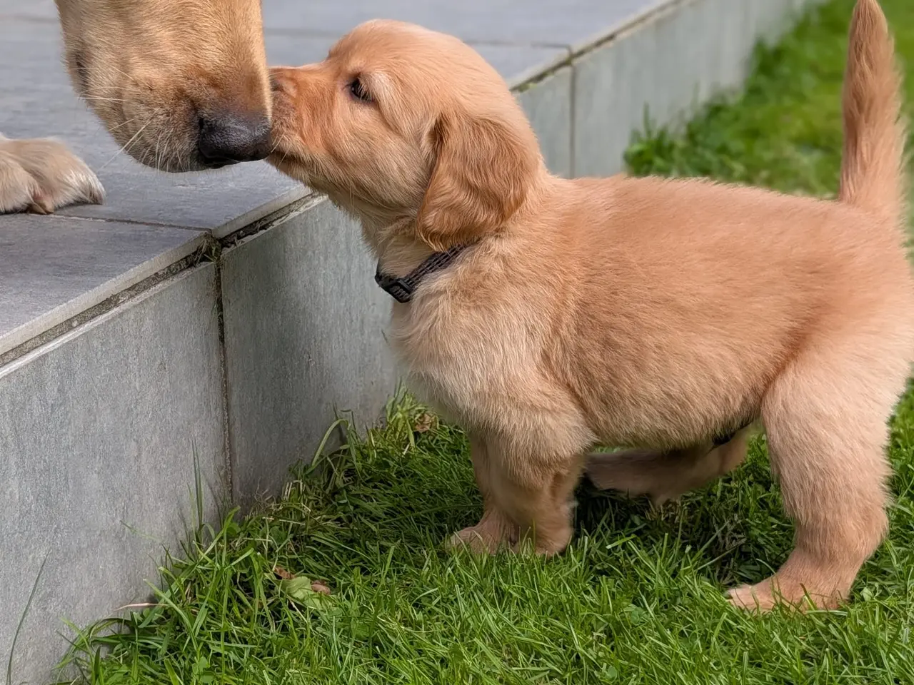 Billede 6 - Golden Retriever Hvalpe