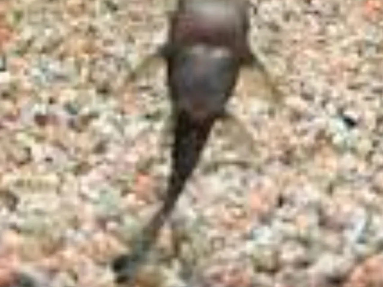 Billede 1 - Malle yngel ca 35stk