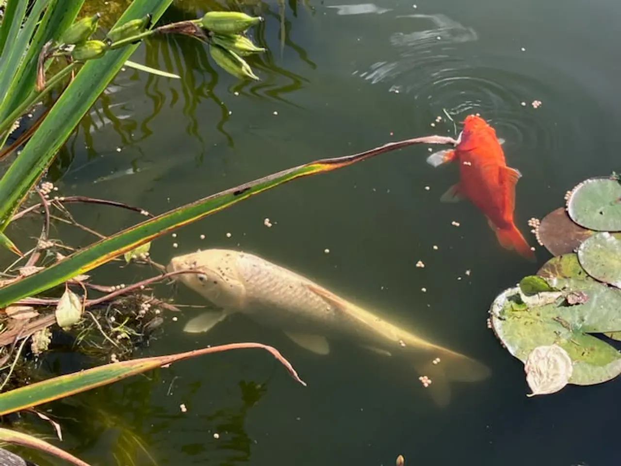 Billede 1 - 60cm Koi karper