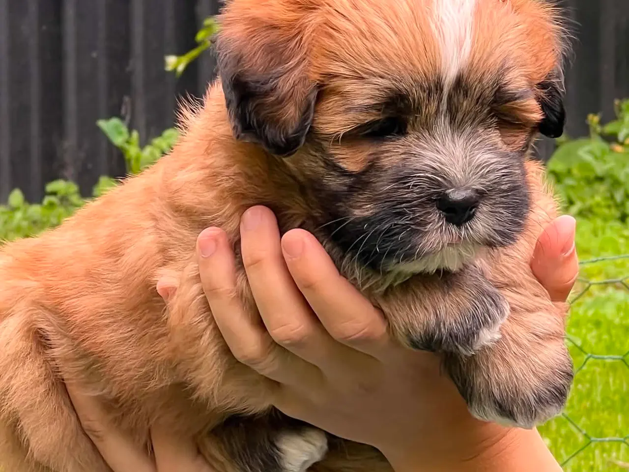 Billede 3 - Bichon Havanais/Lhasa Apso