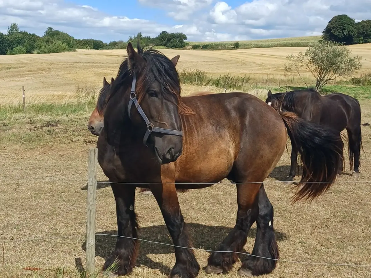 Billede 3 - 2årig Jyskhest hingst sælges
