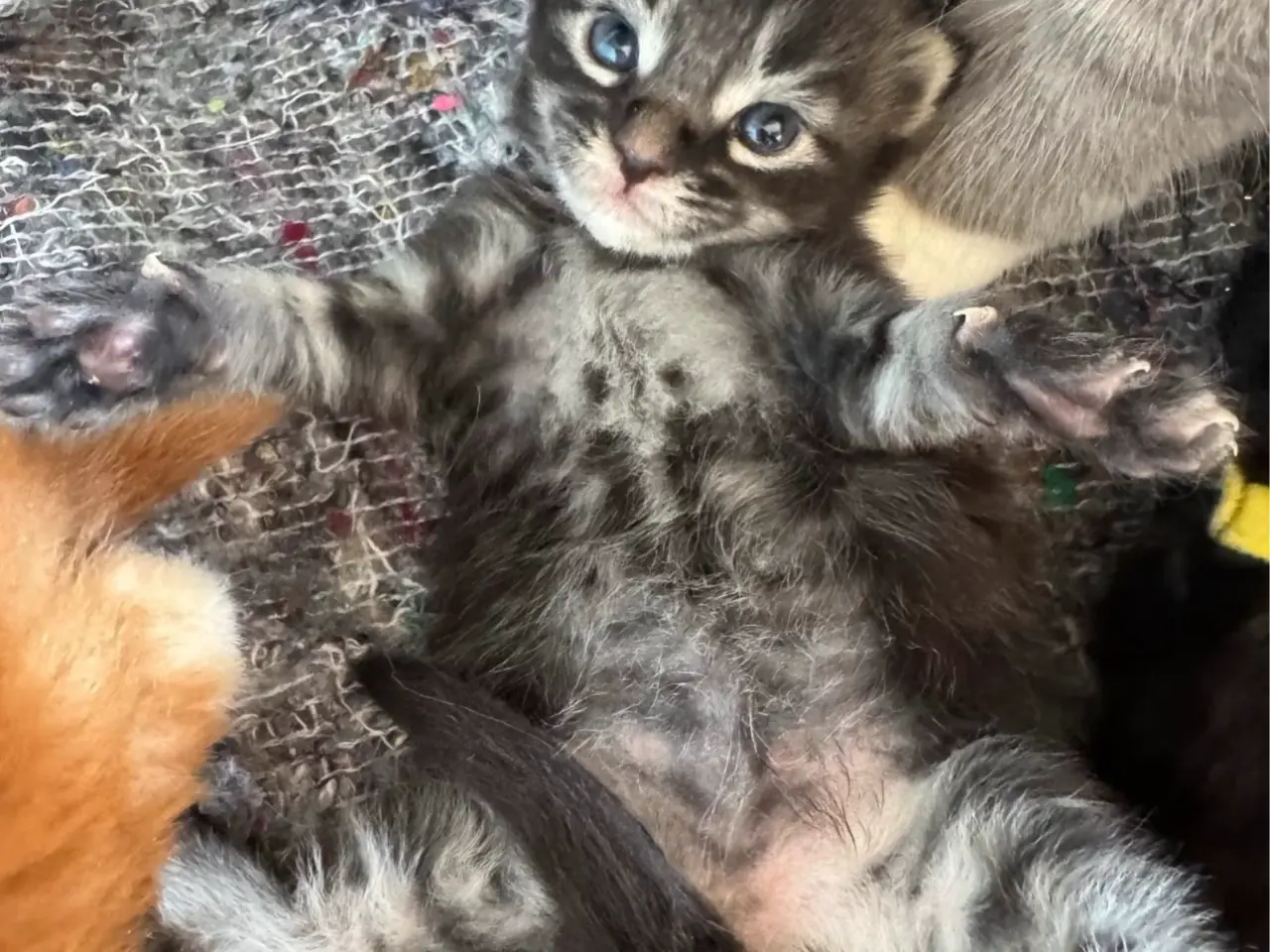 Billede 7 - Maine Coon killing