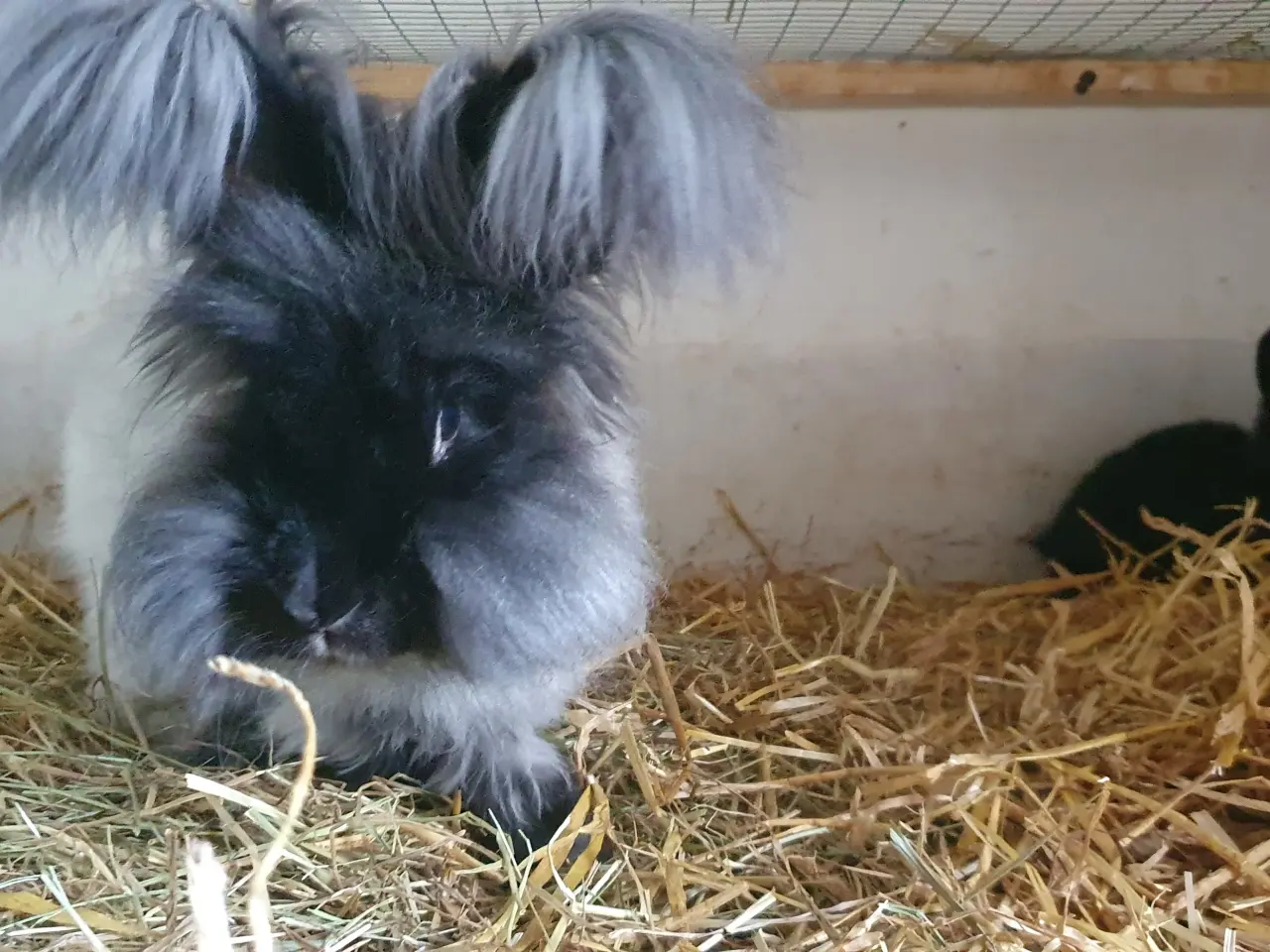 Billede 2 - Angora unger