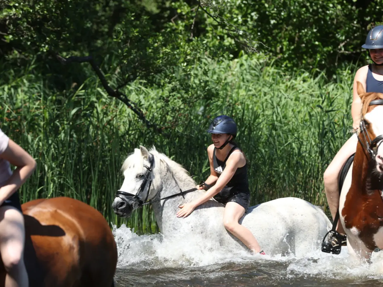 Billede 3 - Allround pony, en ny bedste ven