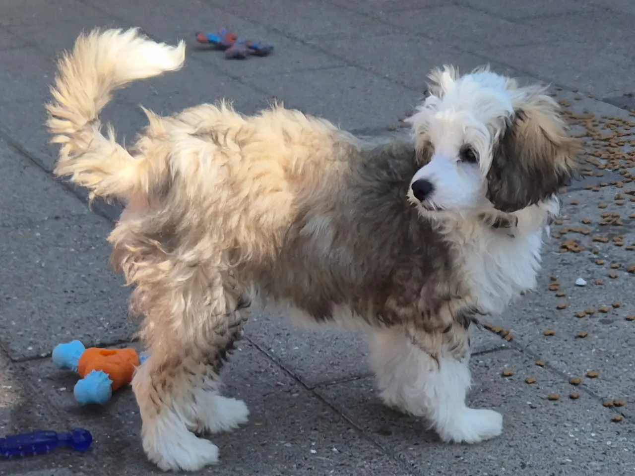 Billede 2 - Hunde hvalpe