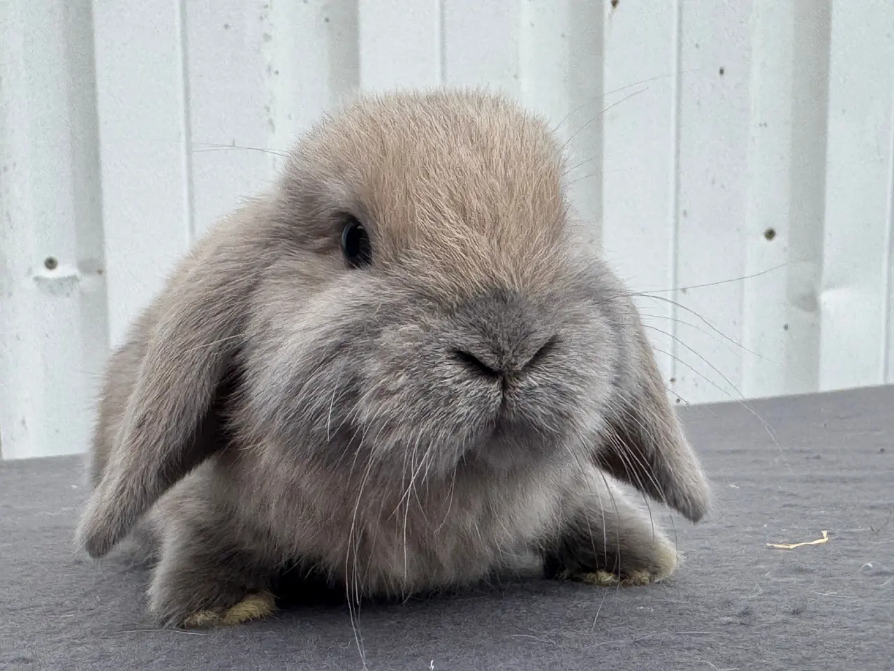 Billede 2 - Mini lops salgsklare