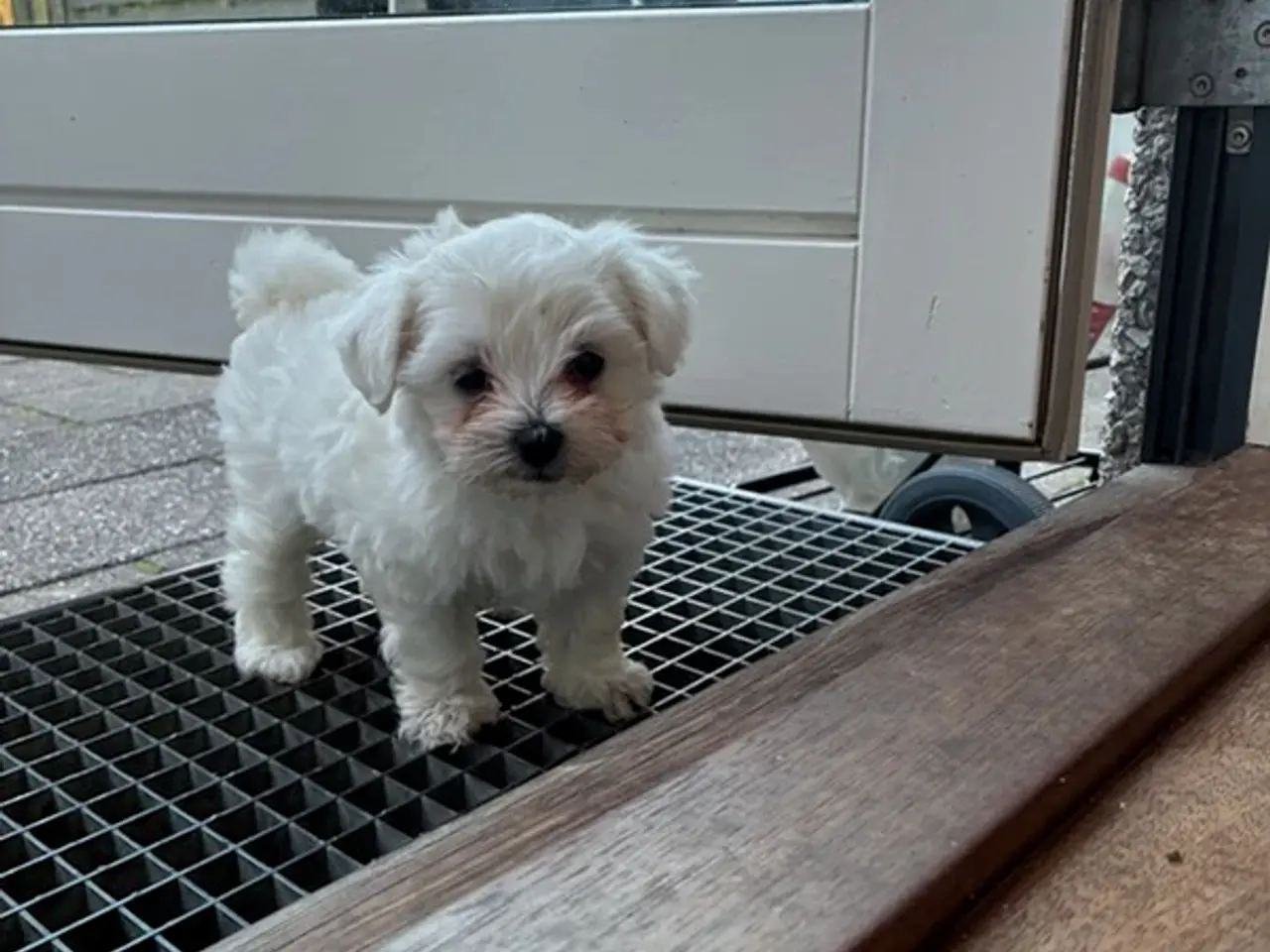 Billede 3 - 🐶💕 2 SKØNNE BICHON FRISÉ PIGEHVALPE