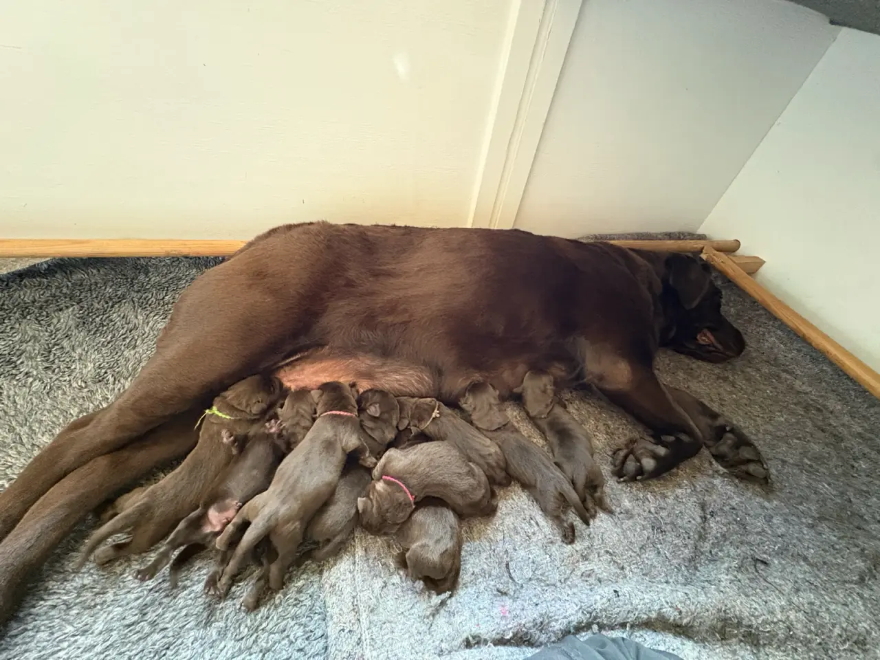 Billede 1 - Gammeldags labrador