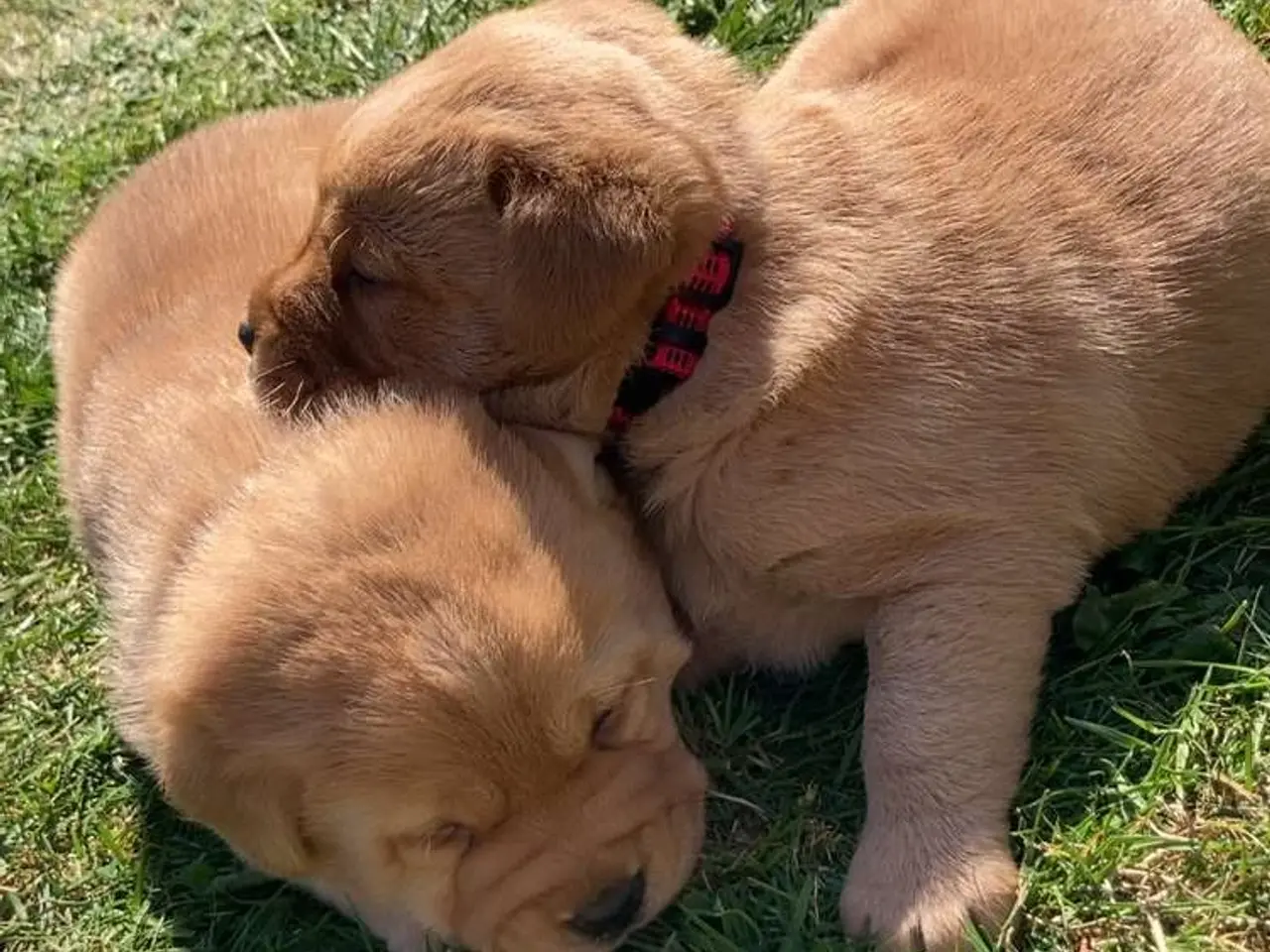 Billede 13 - Blandings Hvalpe 3/4 labrador 1/4 chow chow