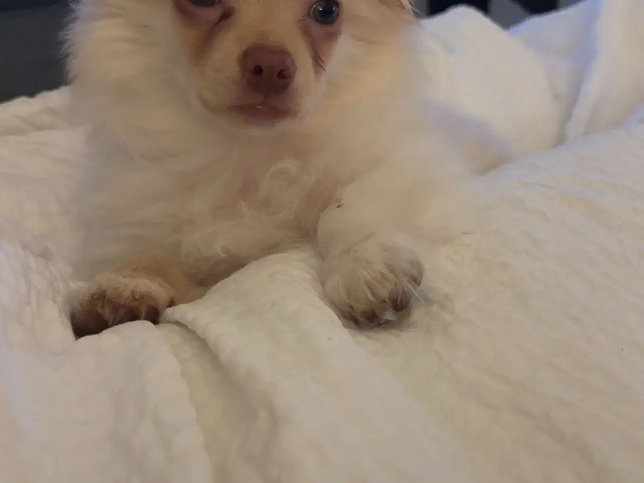 Billede 5 - Lang håret chihuahua 